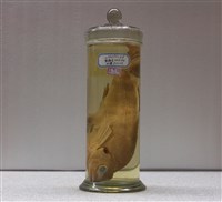 藏品(花尾帶(魚翁))的圖片